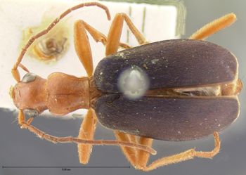 Media type: image;   Entomology 31774 Aspect: habitus dorsal view